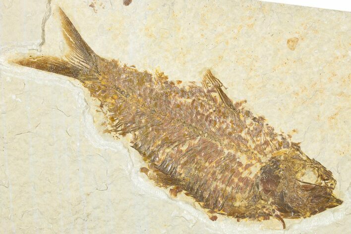 Detailed Fossil Fish (Knightia) - Wyoming #343684
